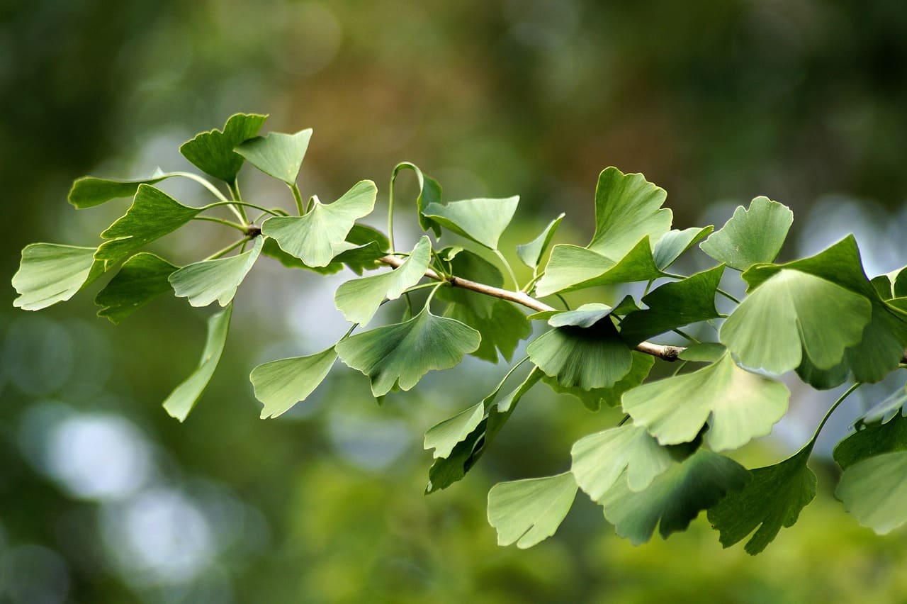 Ginkgo Biloba 