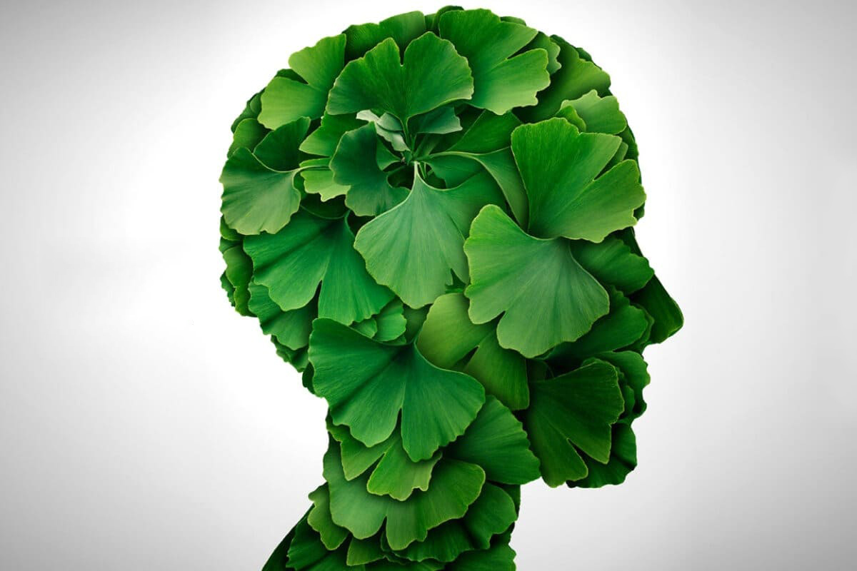 Ginkgo Biloba 