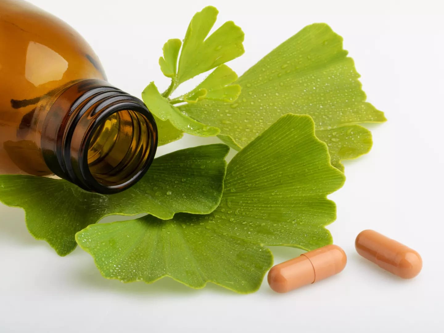 Ginkgo Biloba 