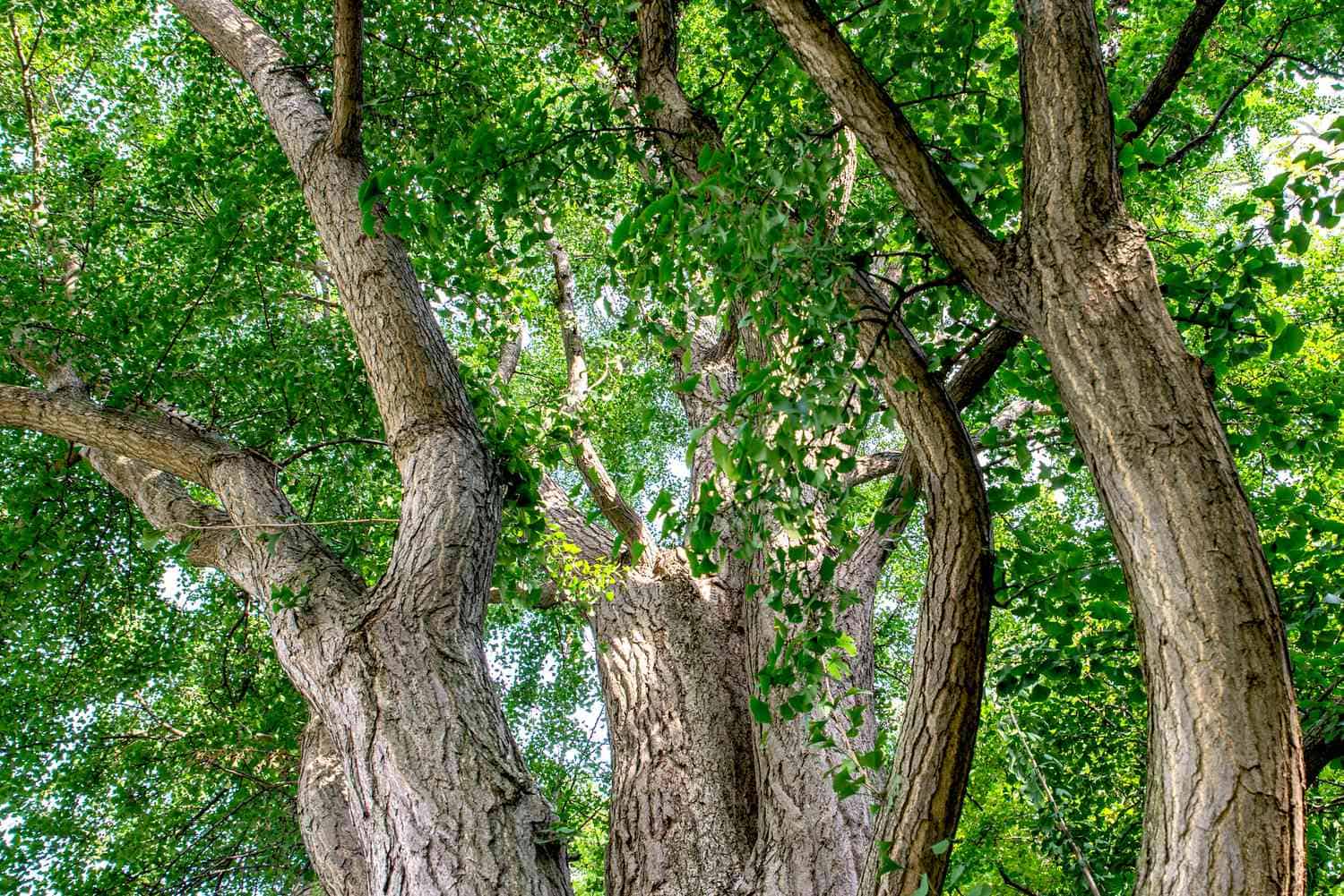 Ginkgo Biloba 