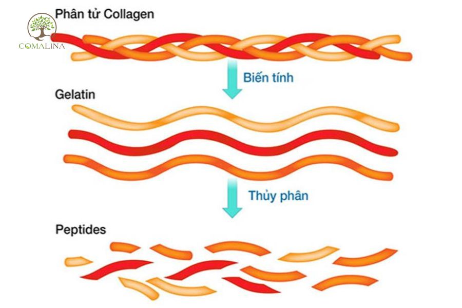 Collagen-Peptides-la-gi?-1