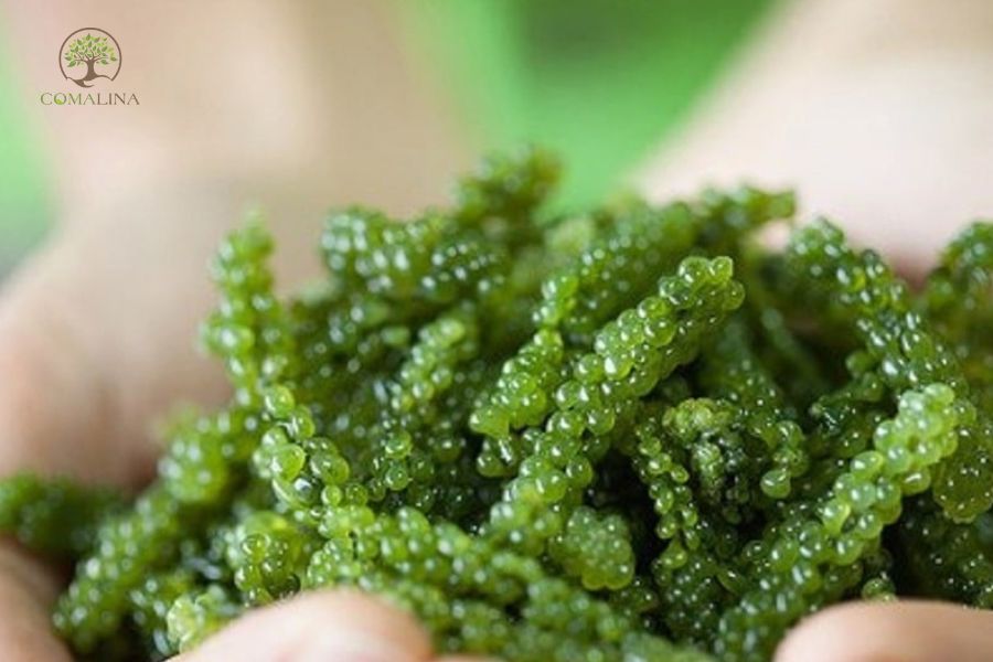 Uong-collagen-bao-lau-3