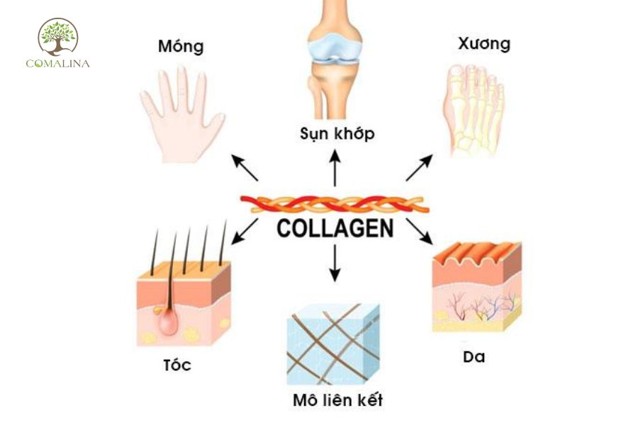 Collagen-nhung-doi-tuong-nen-than-trong