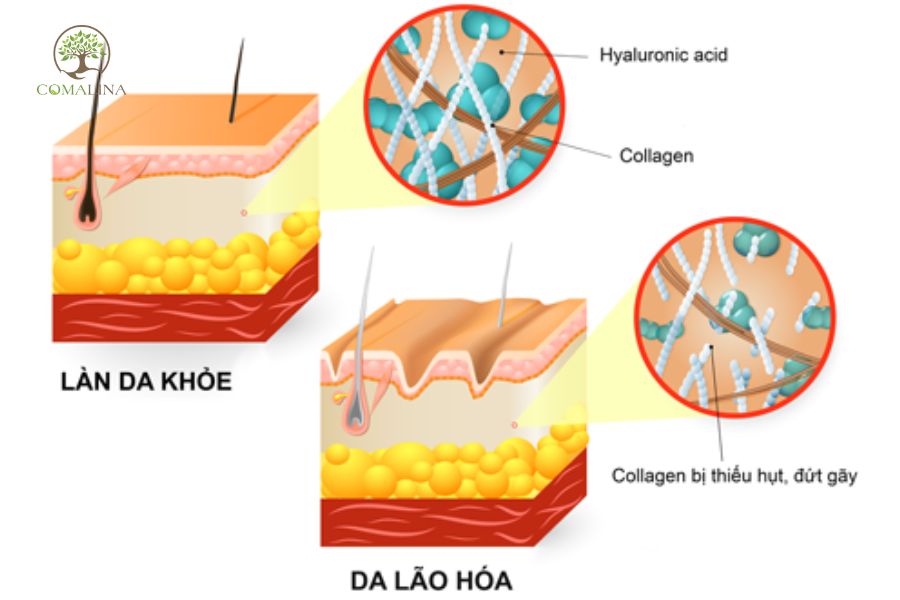 Collagen_bi-mat-ngan-ngua-lao-hoa-3