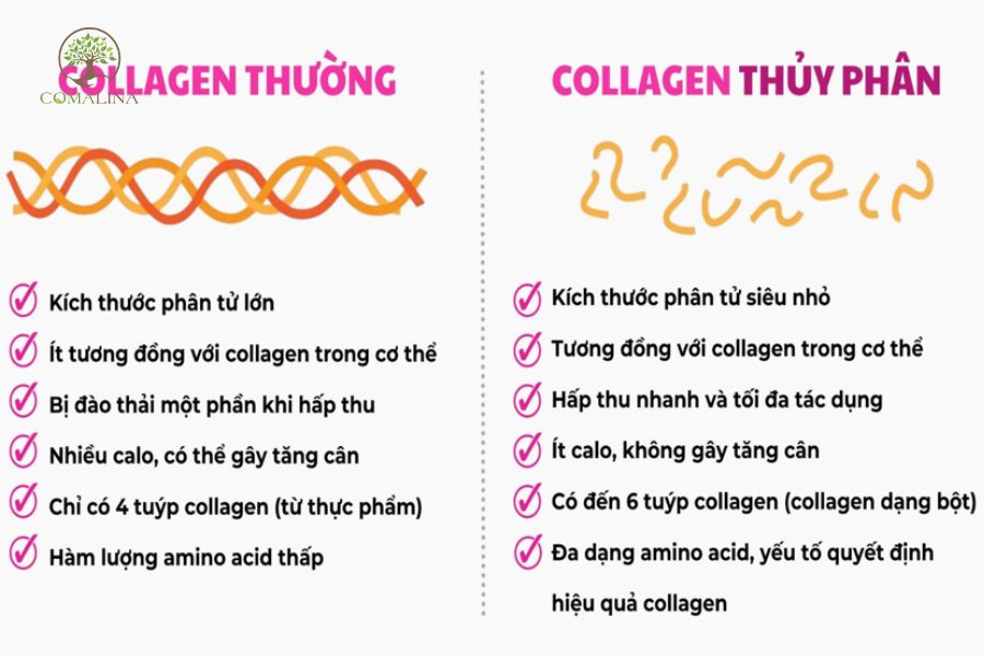 Collagen-thuy-phan-la-gi-2