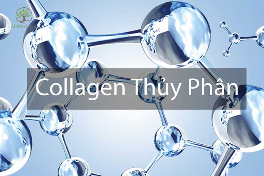 Collagen-thuy-phan-la-gi