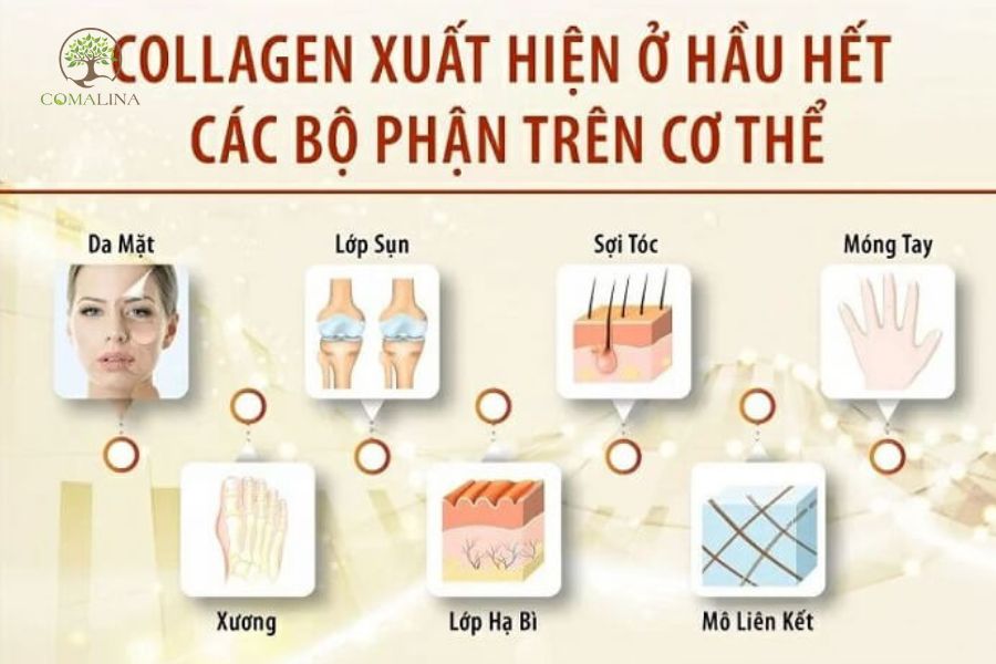 uong-collagen-thoi-diem-nao-tot-1