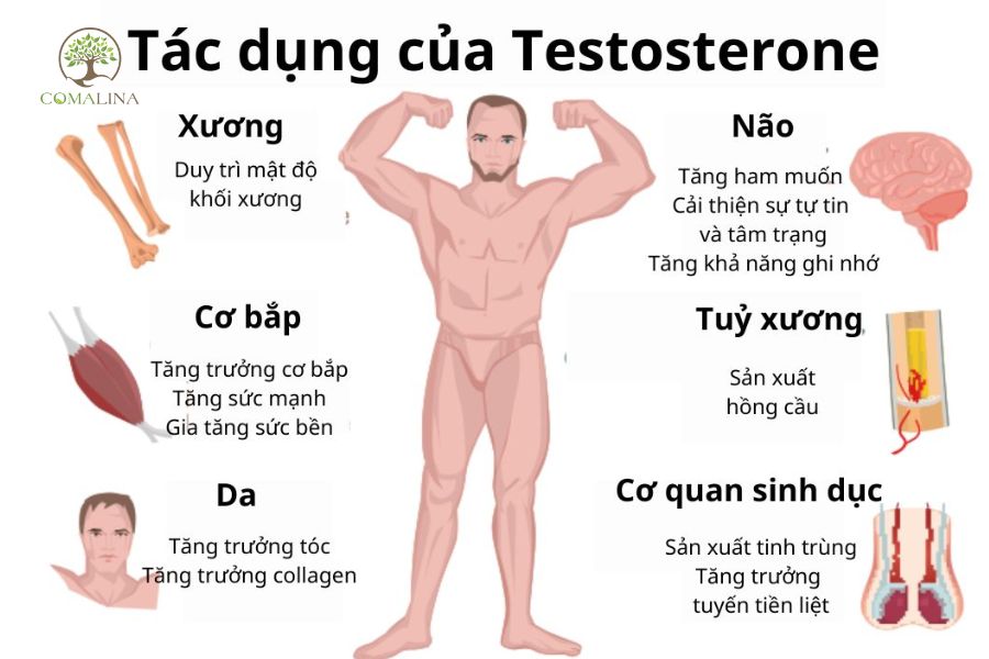Testosterone-anh-huong-nhu-the-nao-toi-suc-khoe-va-sinh-ly-nam-2