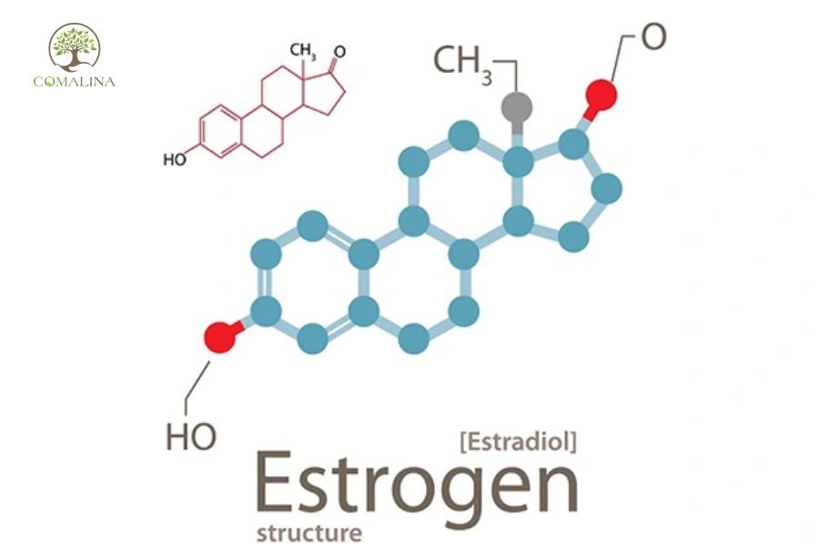 Estrogen-la-gi?